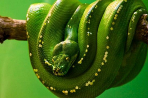 Зелений пітон як мешканець тераріуму Зелений пітон як мешканець тераріуму